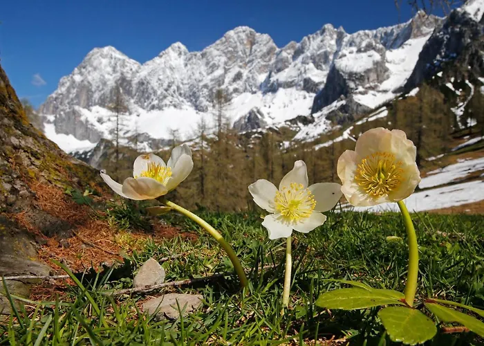 Schladmingerhof Hotel